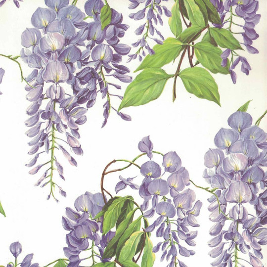 Large Purple Wisteria Blossoms Floral Print Italian Paper ~ Tassotti